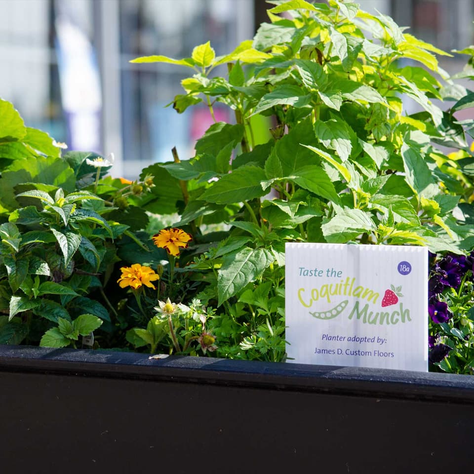 Close up of a Coquitlam Munch Program planter box with flowers and edible plants.
