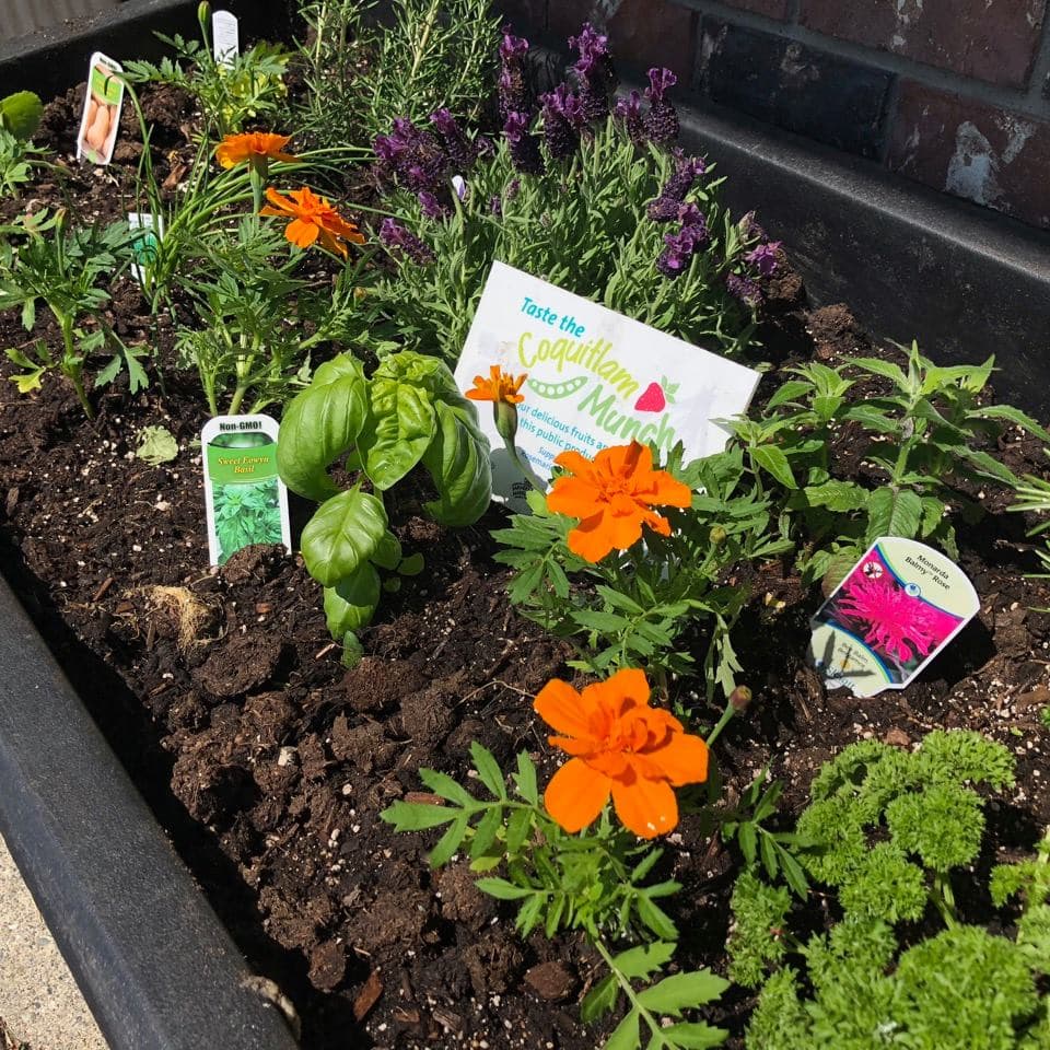 Close up of a Coquitlam Munch Program planter box with flowers and edible plants.